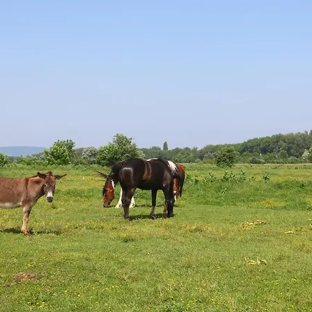 Gyulavezer Lovasbirodalma Vendeghaza