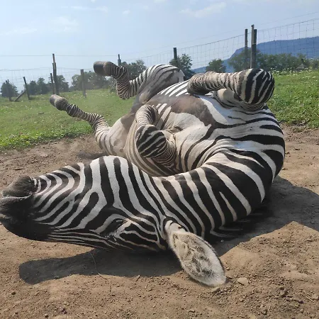 Penzion Gyulavezer Lovasbirodalma Vendeghaza Gyulakeszi