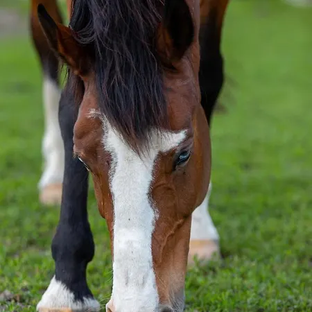 Gyulavezer Lovasbirodalma Vendeghaza Penzion Gyulakeszi