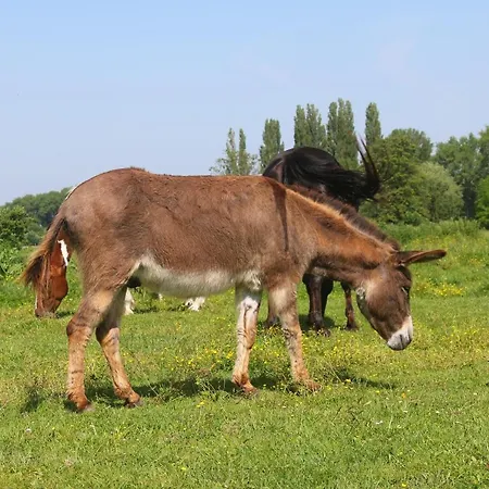 Gyulavezer Lovasbirodalma Vendeghaza 3*