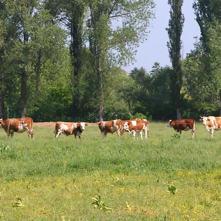 Πανσιόν Gyulavezer Lovasbirodalma Vendeghaza 3*