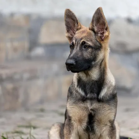 Gyulavezer Lovasbirodalma Vendeghaza Penzion Gyulakeszi