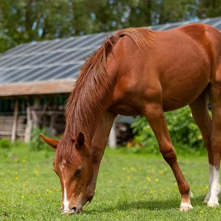 Gyulavezer Lovasbirodalma Vendeghaza Πανσιόν 3*