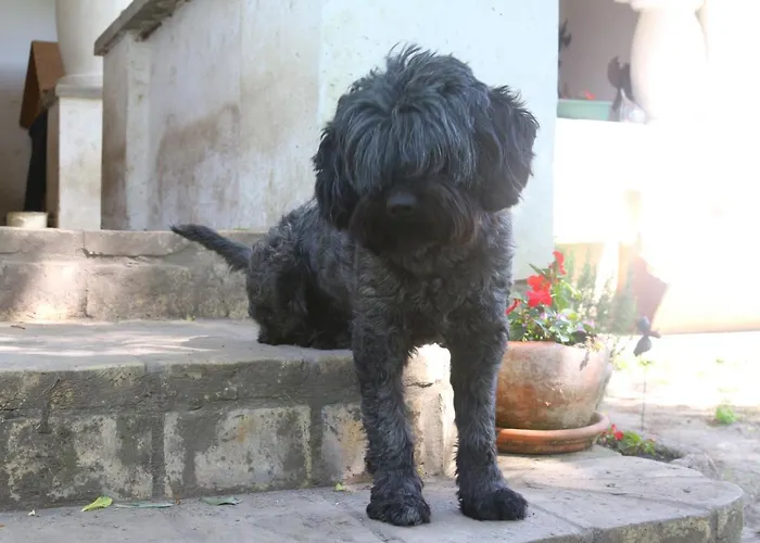 Gyulavezer Lovasbirodalma Vendeghaza Gyulakeszi