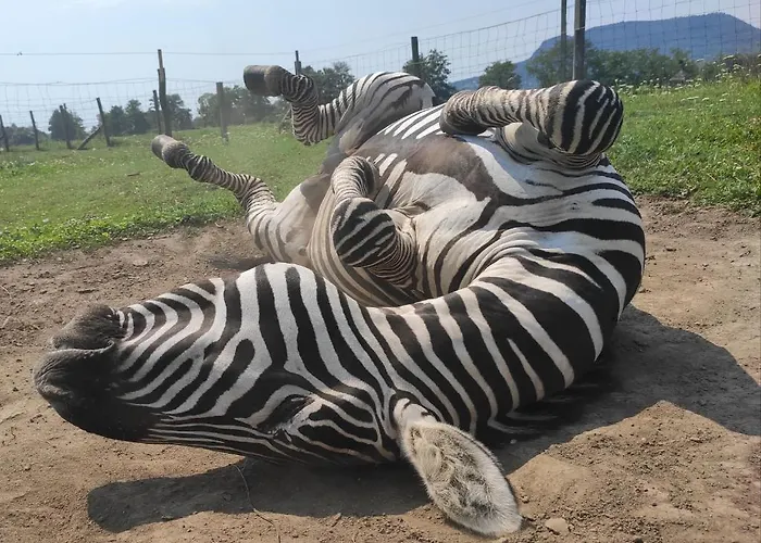 بيت ضيافة Gyulavezer Lovasbirodalma Vendeghaza Gyulakeszi