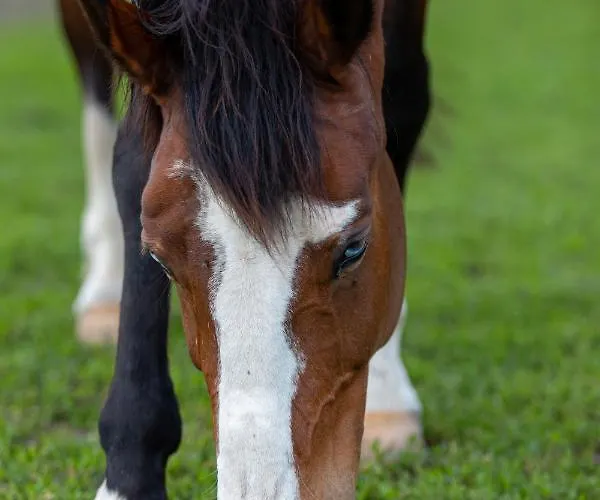 Gyulavezer Lovasbirodalma Vendeghaza بيت ضيافة Gyulakeszi