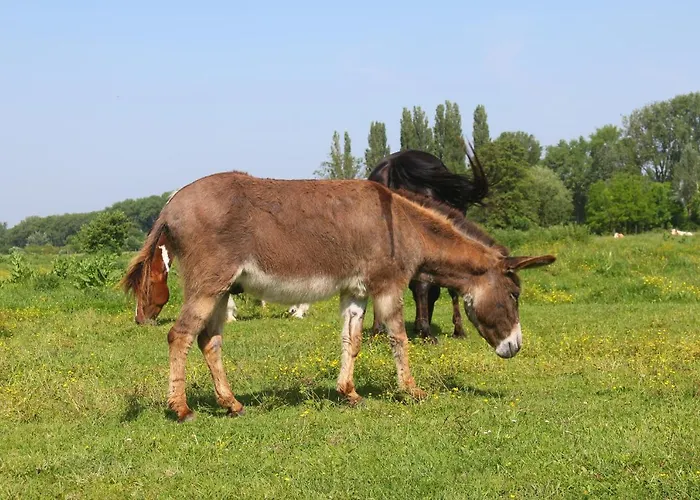 Gyulavezer Lovasbirodalma Vendeghaza 3*