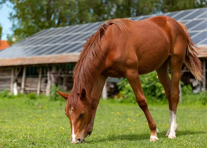 Gyulavezer Lovasbirodalma Vendeghaza بيت ضيافة 3*